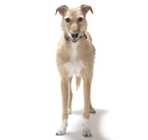 Wire hot sale haired lurcher